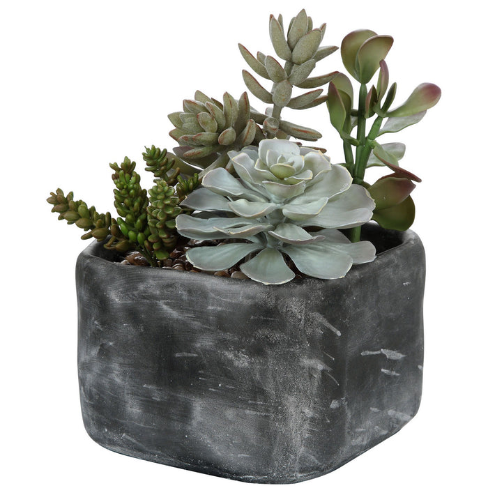 Uttermost 60173 Succulents, Charcoal Gray