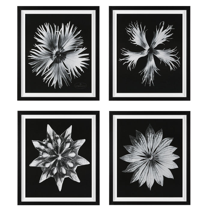 Uttermost 41427 Framed Prints, Black And White