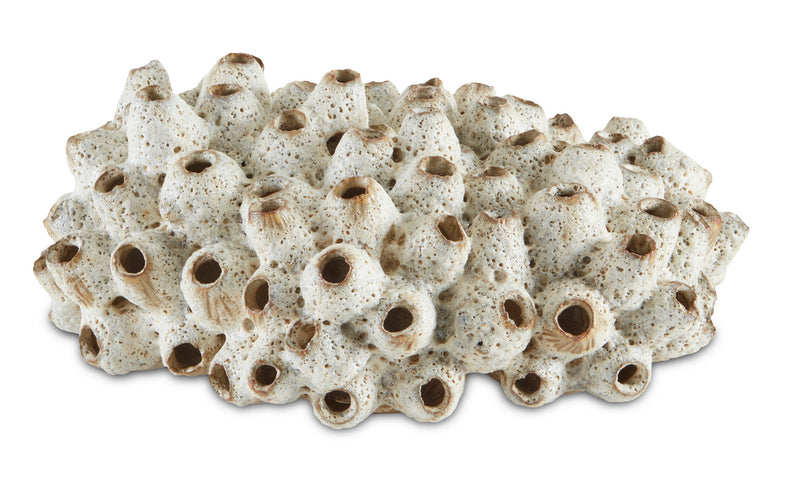 Currey and Company 1200-0429 Shells, Antique White