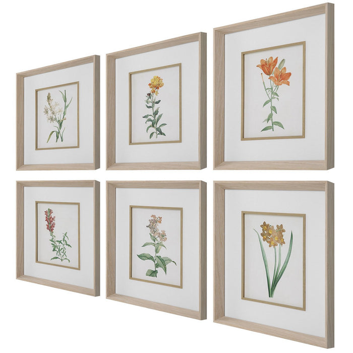 Uttermost 32284 Framed Prints Set/6, Pine Wood