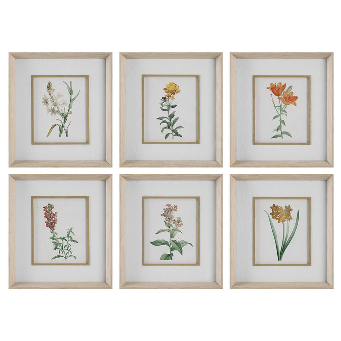 Uttermost 32284 Framed Prints Set/6, Pine Wood
