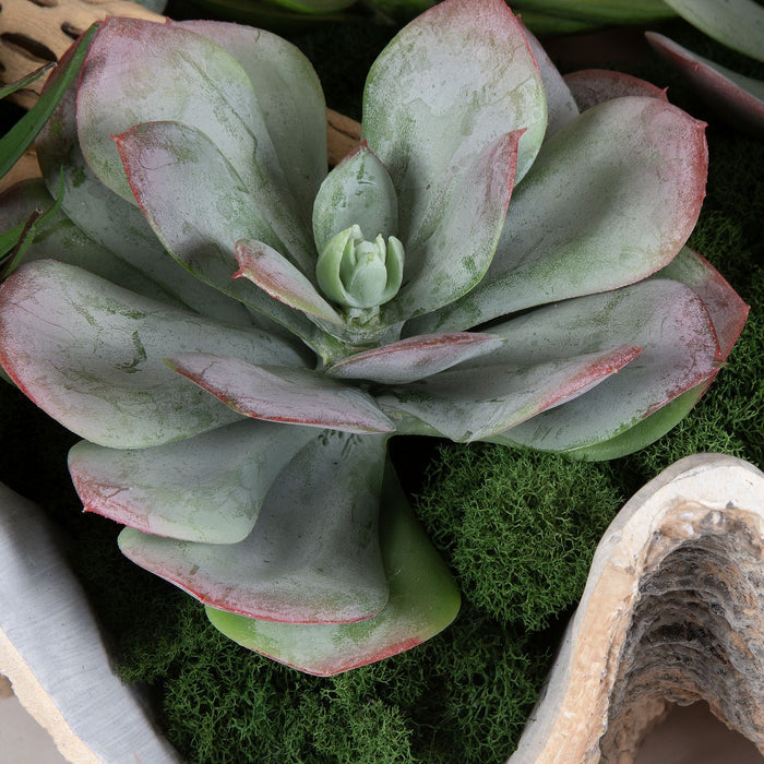 Uttermost 60233 Succulents, Natural