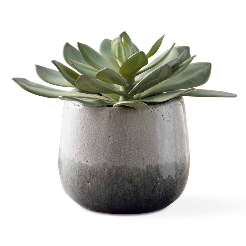 Uttermost 60261 Succulent, Aged White To Blue Grey