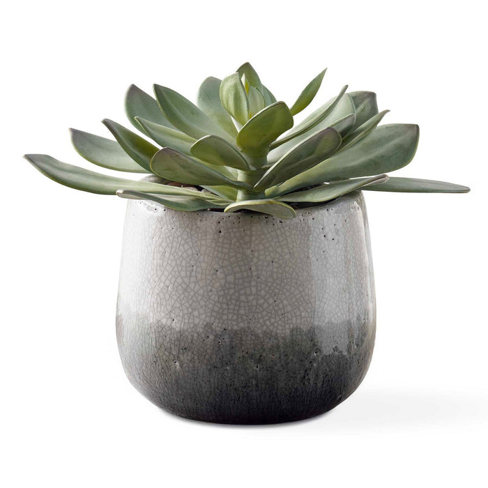 Uttermost 60261 Succulent, Aged White To Blue Grey