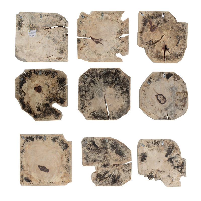 Uttermost 04398 Wall Decor Set/9, Light Bleached