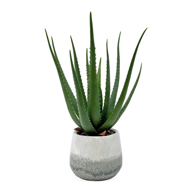 Uttermost 60262 Aloe Plant, Aged White And Blue-gray