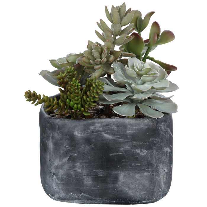Uttermost 60173 Succulents, Charcoal Gray
