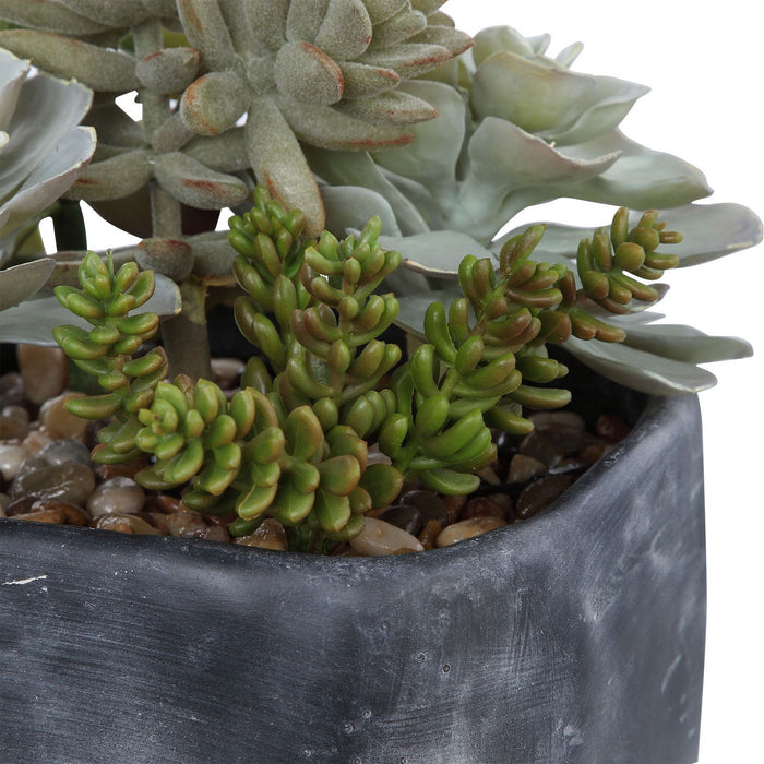 Uttermost 60173 Succulents, Charcoal Gray