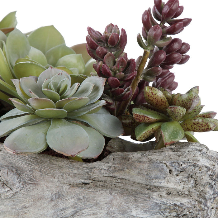 Uttermost 60174 Succulents, Greens And Burgundy