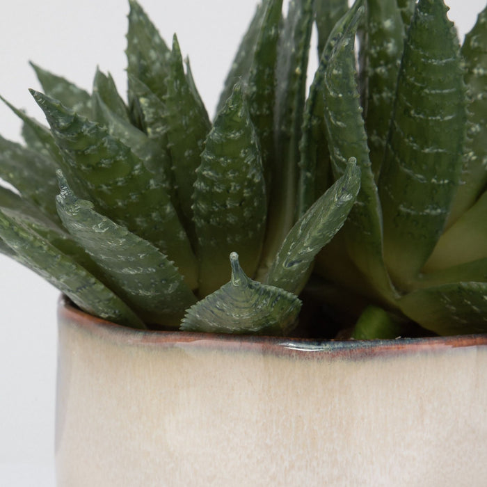 Uttermost 60213 Succulent Accent, Green And Burgundy