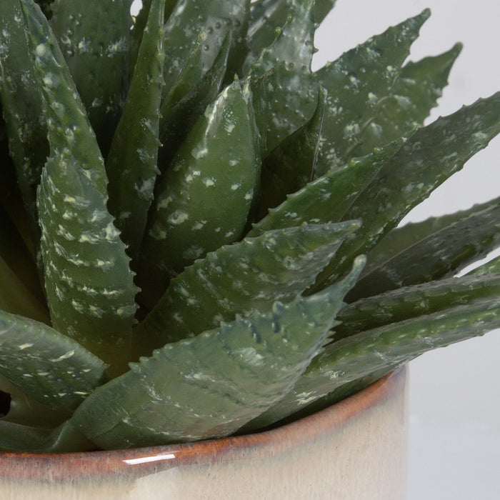 Uttermost 60213 Succulent Accent, Green And Burgundy